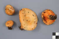 Lactarius thyinos image